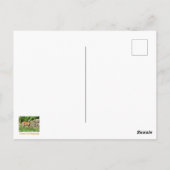 Spotted Fawn Briefkaart (Achterkant)