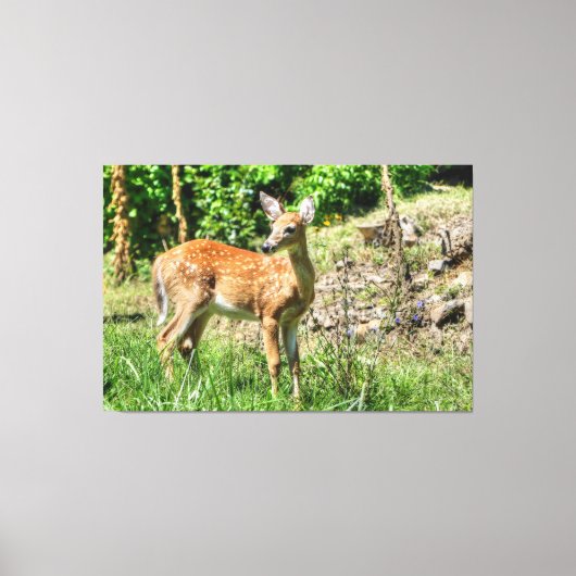 Spotted Fawn Canvas Afdruk (Voorkant)