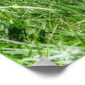 Spotted Fawn Poster (Hoek)