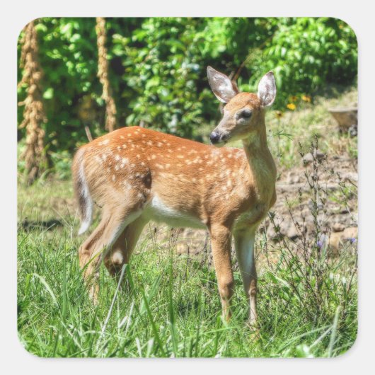 Spotted Fawn Vierkante Sticker (Voorkant)