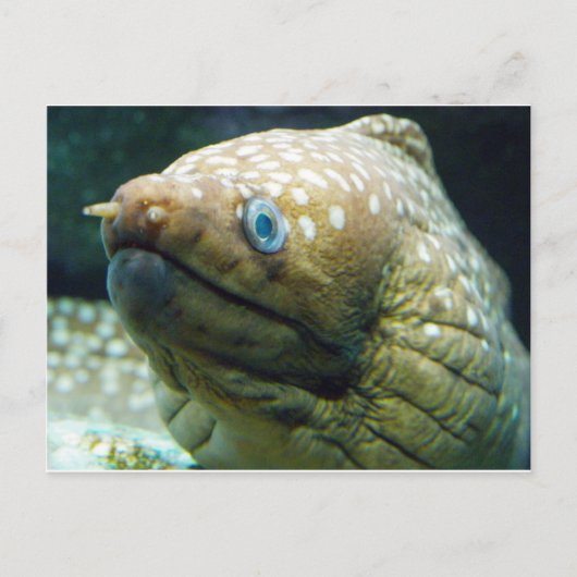 Spotted Moray Eel Briefkaart (Voorkant)