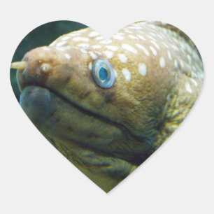 Spotted Moray Eel Hart Sticker