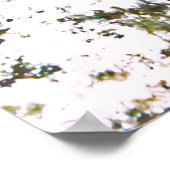 Spotted Moray Poster (Hoek)