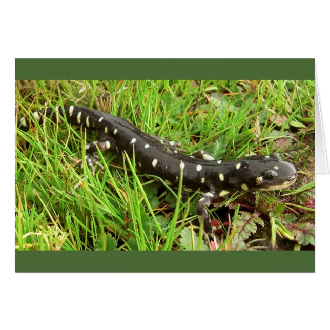 Spotted Salamanders (Voorkant Horizontaal)