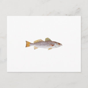 Spotted Seatrout Briefkaart