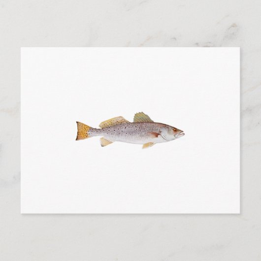 Spotted Seatrout Briefkaart (Voorkant)