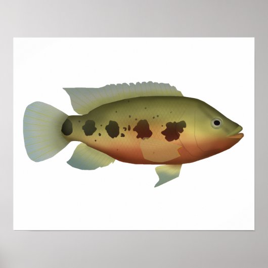 Spotted Tilapia Poster (Voorkant)