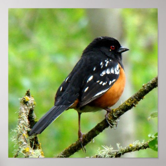 Spotted Towee Print (Voorkant)