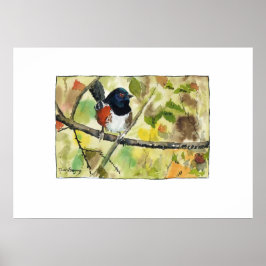 Spotted Towhee, bird image, wall art, decoration Poster