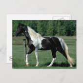 Spotted Walker Briefkaart (Voorkant / Achterkant)