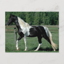 Spotted Walker Briefkaart