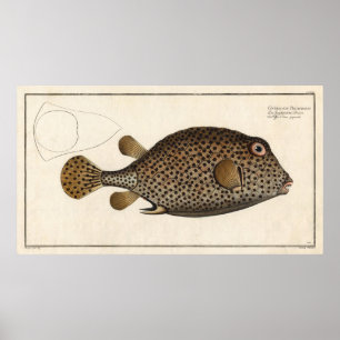 Spottekende  bloklafdruk vis poster