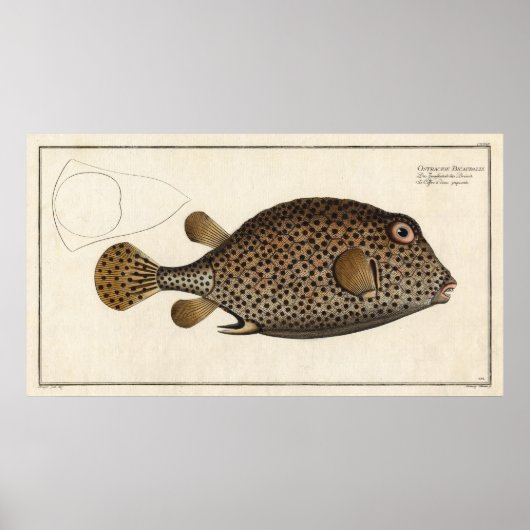 Spottekende  bloklafdruk vis poster (Voorkant)