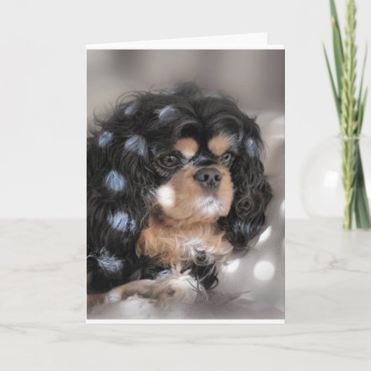 Spotty Cav? Kaart (Voorkant)