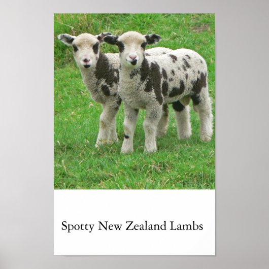 Spotty NZ Lambs Poster (Voorkant)