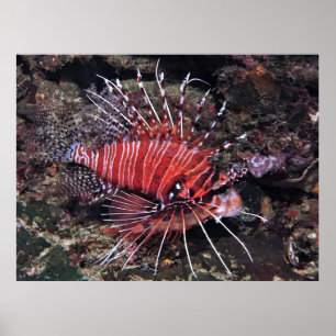 Spotvis Lionfish II Poster