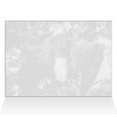 Spread Eagle (Binnen Horizontaal (Boven))