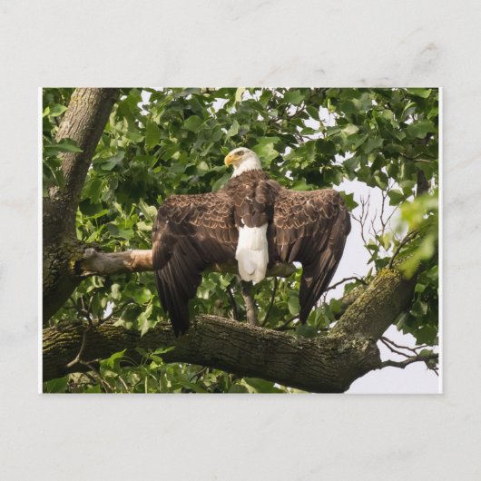 Spread Eagle Briefkaart (Voorkant)