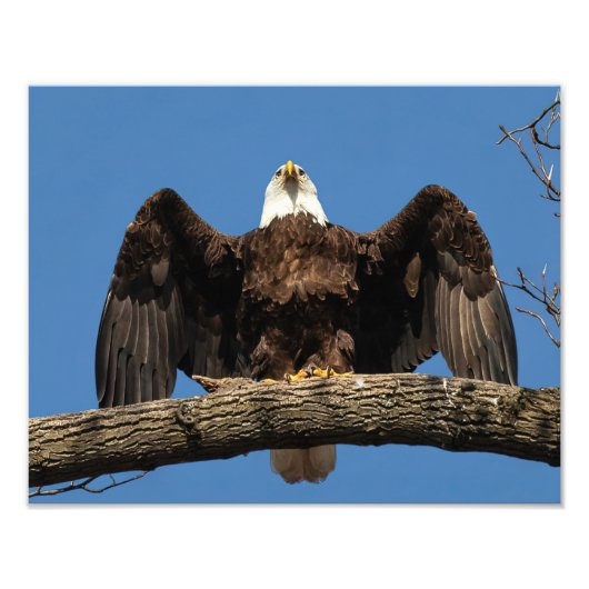 Spread Eagle Foto Afdruk (Voorkant)