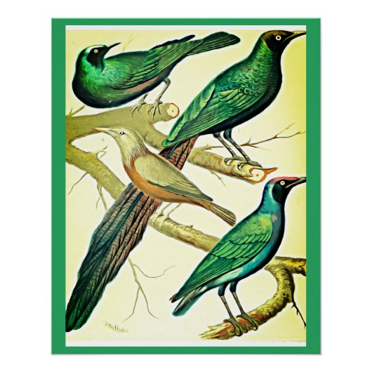 spreeuwen en mynaikvogels perfect poster (Voorkant)