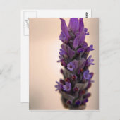 Sprig van Lavender Briefkaart (Voorkant / Achterkant)