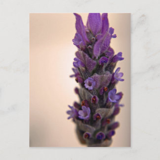 Sprig van Lavender Briefkaart