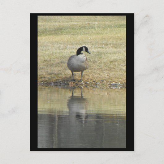 ~ Spring 71 ~ Briefkaart (Voorkant)