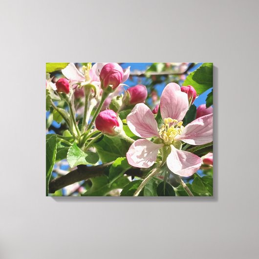 Spring Apple Blossoms Canvas Afdruk (Voorkant)