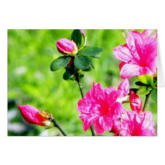 Spring Azaleas (Voorkant Horizontaal)