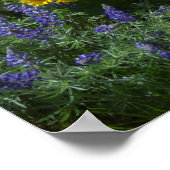 Spring Balsam Superbloom Poster (Hoek)