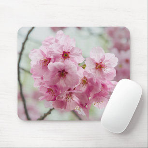 Spring Beauty: Cherry Blossom Photography Muismat