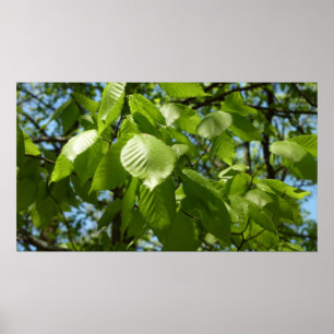 Spring Birch Leaves Green Tree Poster