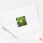 Spring Birch Leaves Green Tree Vierkante Sticker (Envelop)