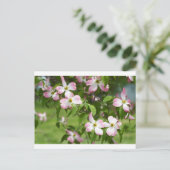 Spring Blooming Pink Dogwood Blossom Briefkaart (Staand voorkant)