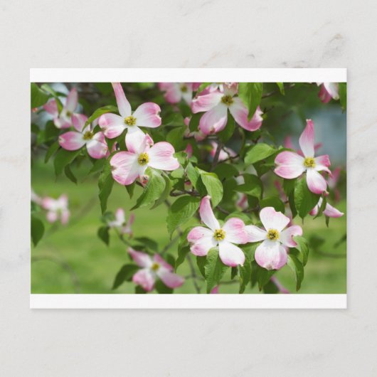 Spring Blooming Pink Dogwood Blossom Briefkaart (Voorkant)
