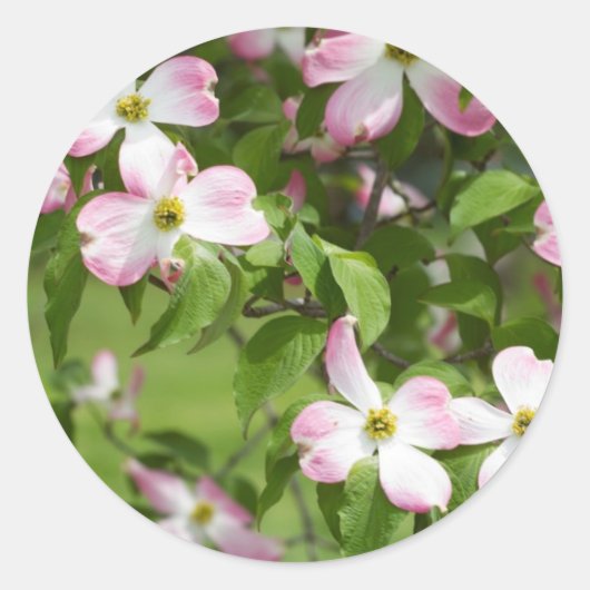 Spring Blooming Roze Hondenbloesem Ronde Sticker (Voorkant)