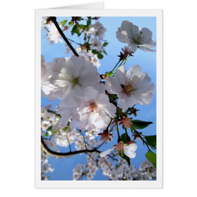 Spring Blossom (Voorkant)