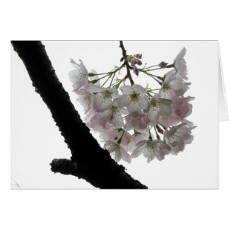 Spring Blossom, Golden Gate Park
