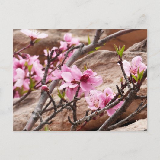 Spring Blossom op Zion Rocks Briefkaart (Voorkant)