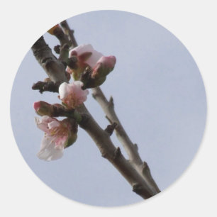 Spring Blossom Stickers
