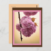 Spring Blossoms Postcard Briefkaart (Voorkant / Achterkant)