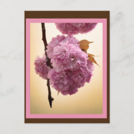 Spring Blossoms Postcard Briefkaart