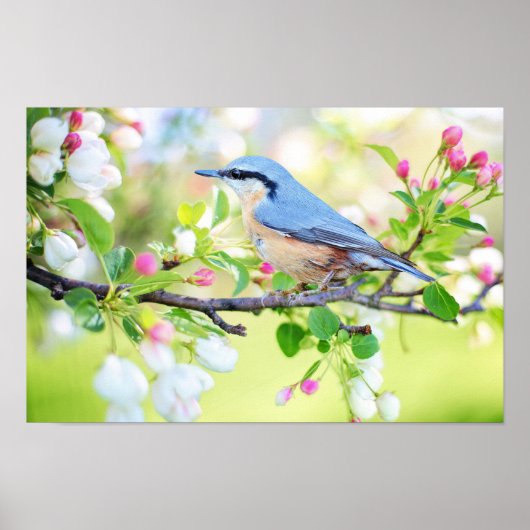 Spring Blue Bird op Cherry Tree met bloesems Poster (Voorkant)