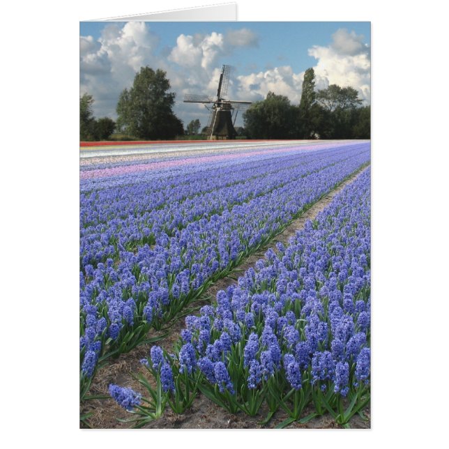 Spring Blue Hyacinth Flowers Field Windmill (Voorkant)