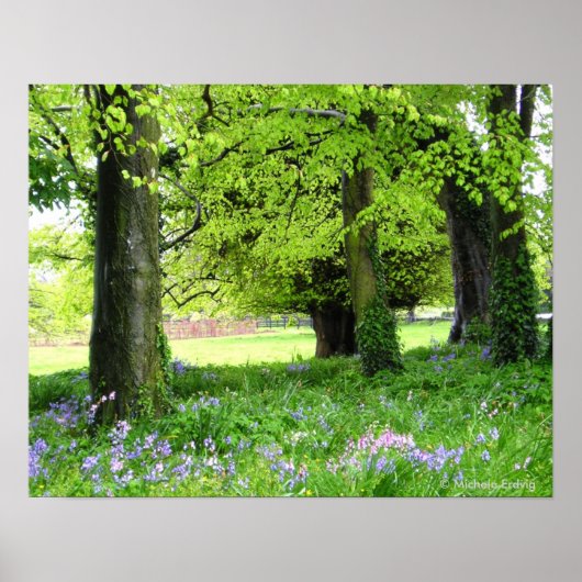Spring Bluebell Forest Print (Voorkant)