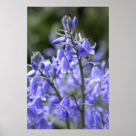 Spring Bluebells na de regen Poster