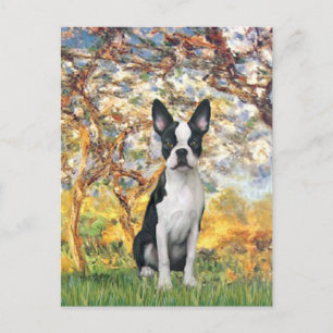 Spring - Boston Terrier #1 Briefkaart