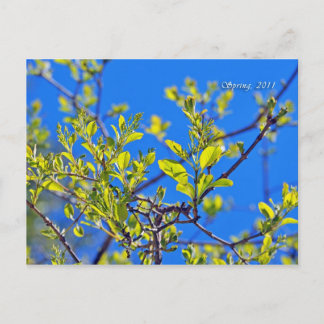 SPRING BRIEFKAART