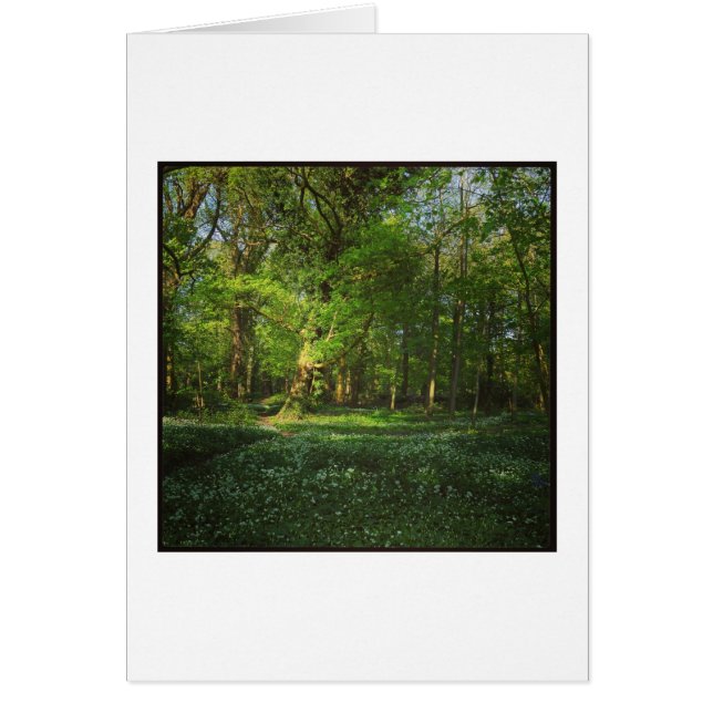 Spring Bute Park, Cardiff, Wales (Voorkant)