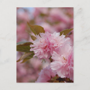 Spring Cherry Blossom Briefkaart
